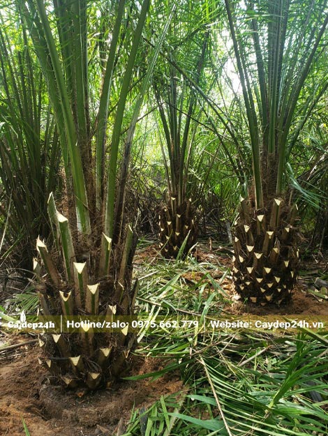 Vườn dâm ủ cây Cọ Dầu lóng cao 50 - 60cm