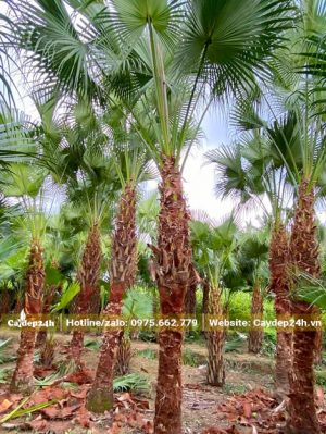 Vườn trồng cây Cọ Trơn trưởng thành mới bóc bẹ