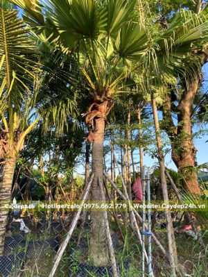 Cây Cọ Trơn dưỡng trong bầu, có chống cọc chắc chắn