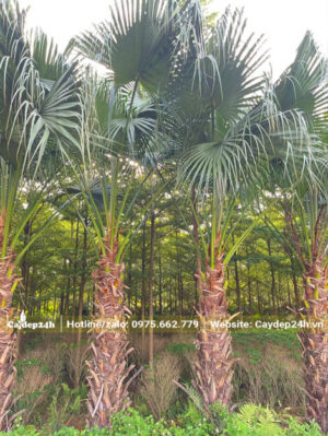 Vườn trồng Cọ Trơn số lượng lớn, cây đã trưởng thành, lóng thân cao 1m