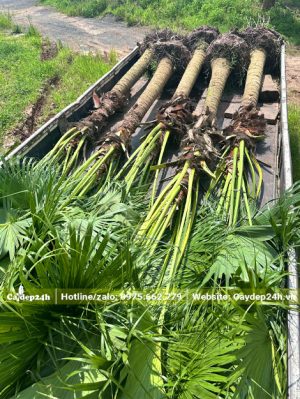 Cọ Trơn thẳng đẹp xếp gọn trên xe, chiều cao thân khoảng 2m