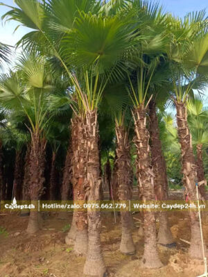 Mua cây Cọ Trơn dáng đẹp, đường kính 20 - 30cm