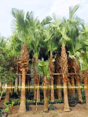 Vườn dâm ủ Cọ Trơn trưởng thành đủ loại kích thước