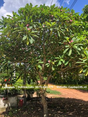 Cây đại đỏ nở hoa đẹp, chiều cao khoảng 3m