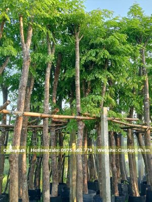 Vườn dưỡng cây gỗ Giáng Hương đường kính gốc 10cm trở lên