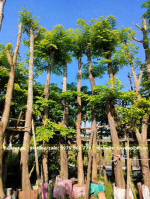 Giáng Hương đang ra chồi non mới, cây giâm ủ chất lượng