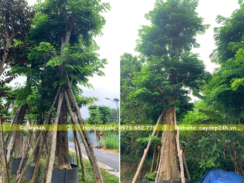 Cây giáng hương đại thụ đường kính gốc trên 40cm
