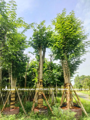 Mua cây Giáng Hương hàng tuyển chọn, đã dâm ủ, chất lượng cao