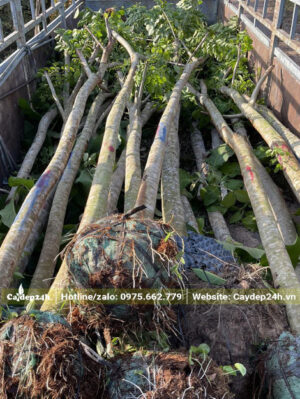Cây đường kính 15cm hàng đẹp, thân thẳng tắp