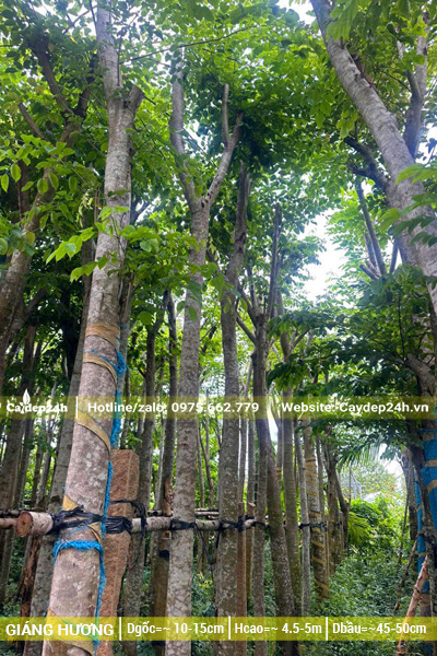 Hàng công trình tuyển chọn thân thẳng tắp, chiều cao khoảng 5m