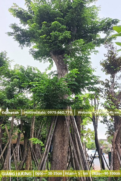 Vườn dưỡng cây giáng hương cổ thụ đường kính gốc trên 30cm