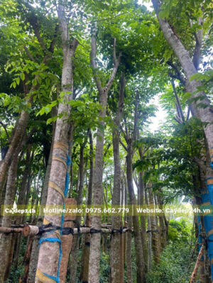 Cây giáng hương đuôi công đã dâm ủ trên 6 tháng