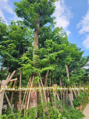 Vườn dưỡng ủ hàng trăm gốc giáng hương cổ thụ đường kính gốc từ 20cm trở lên
