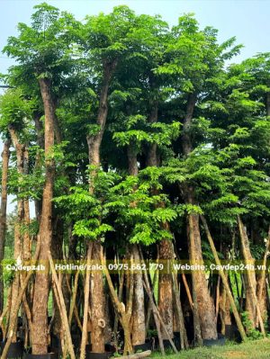 Hàng chục cây Giáng Hương huyết lâu năm vanh 50 - 70cm