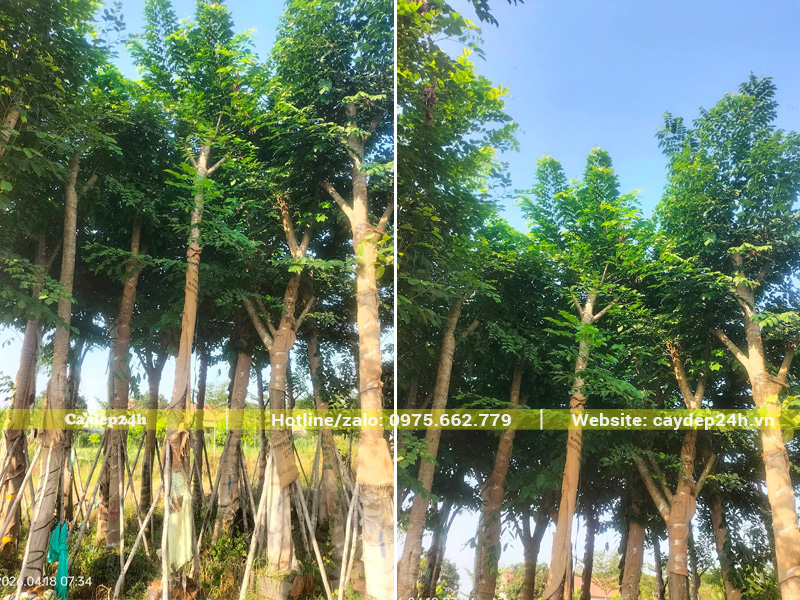 Vườn giáng hương thoát thân cao trên 2m