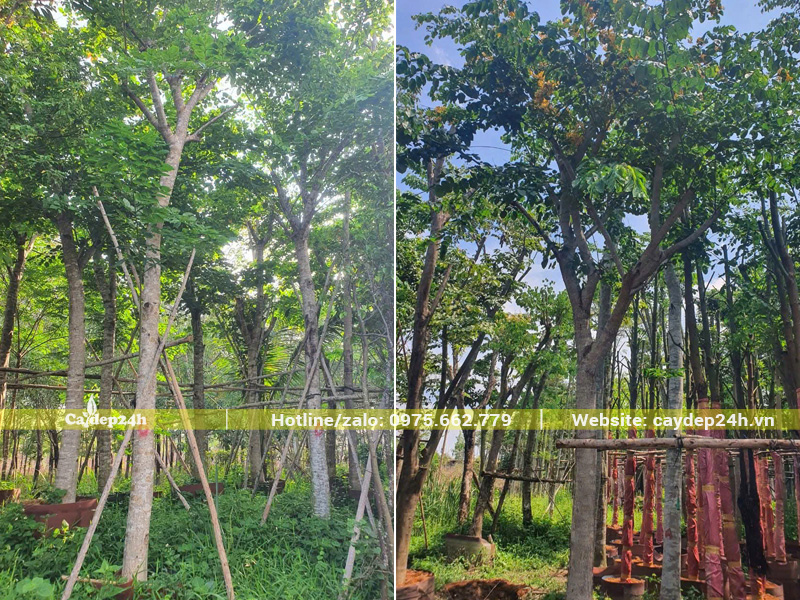 Vườn dưỡng ủ lâu năm cây gốc lớn, sẵn hoa