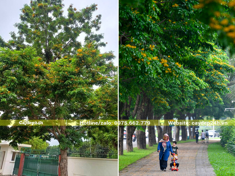 Cây giáng hương trồng trước cổng nhà, dọc vỉa hè để lấy bóng mát