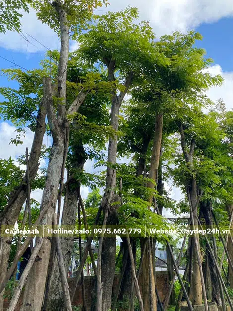 Vườn giâm ủ với đủ mọi kích thước Giáng Hương thân lớn