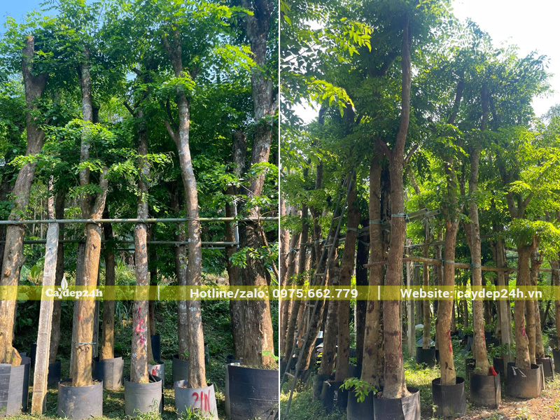 Hàng trăm gốc giáng hương đường kính trên 20cm tại Phú Thọ