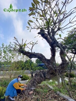 Đo đường kính cây hoa Đại cổ thụ nhiều năm tuổi