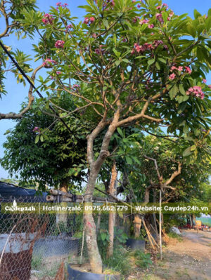 Đại Đỏ vanh 40 đã dâm ủ thời gian dài