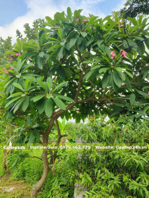 Cây hoa Đại đỏ trưởng thành chiều cao khoảng 2m5