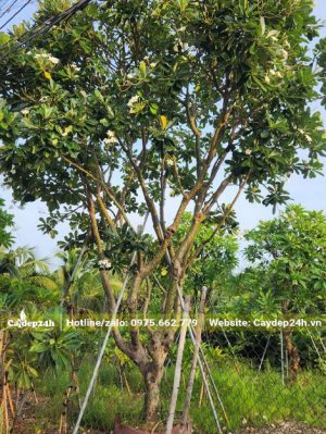 Hoa đại trắng lâu năm đã dâm ủ kỹ