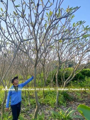 Kiểm tra vườn cây hoa đại mới rụng lá