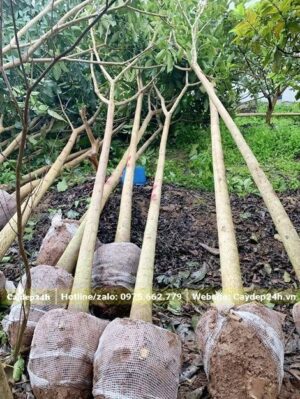 Hơn 10 cây Chuông Hồng công trình cao 4 - 5m, đk gốc 10cm