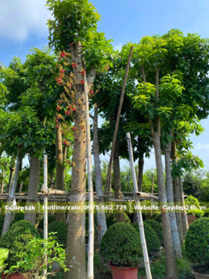 Cây sala dâm ủ sẵn hoa, chiều cao hơn 6m