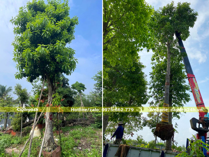 Cây sala công trình đã dưỡng ủ trong bầu nổi