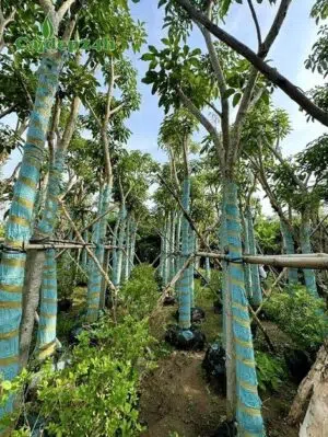 Kèn hồng công trình chất lượng, hàng đẹp, đk gốc 20cm