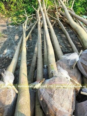 Mua cây Kèn Hồng bứng nóng, gốc có đk 12 - 15cm, thân thẳng đẹp