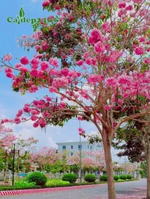 Cây hoa Kèn Hồng trồng vỉa hè đường phố đô thị