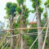 Mua cây Sala công trình cao lớn, đk gốc 20 - 25cm