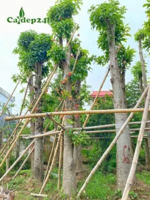 Mua cây Sala công trình cao lớn, đk gốc 20 - 25cm