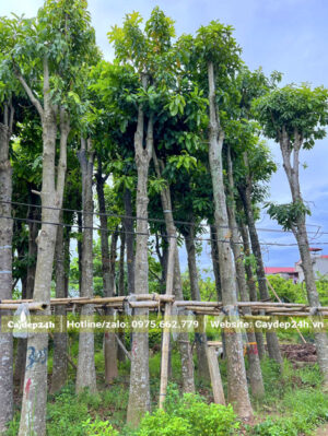 Bãi dưỡng ủ cây hoa sala công trình cao 6m