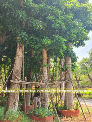 Cây đại thụ, đường kính gốc 45cm, tán lá đẹp