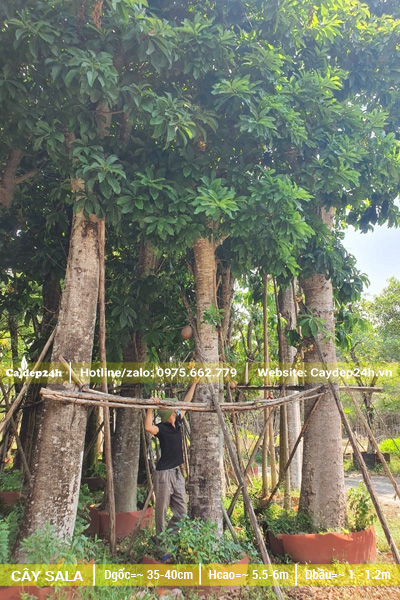 Cây Sala cổ thụ, đường kính gốc 40 - 45cm