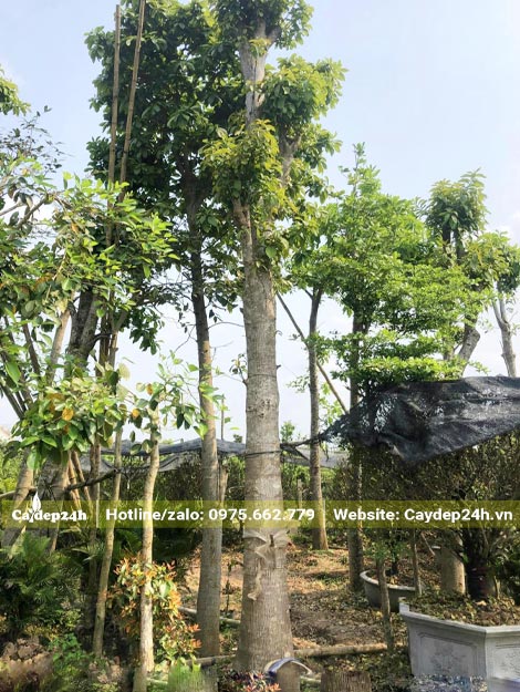 Một cây Sal dâm ủ lâu năm, thân cao gần 4m, đk gốc khoảng 25cm