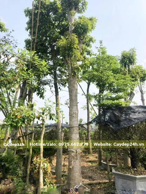 Một cây Sal dâm ủ lâu năm, thân cao gần 4m, đk gốc khoảng 25cm