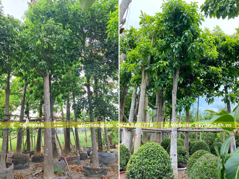 Vườn cây sala công trình đã dưỡng ủ, đường kính gốc 25 - 30cm
