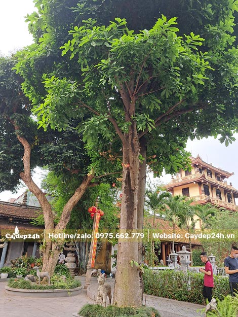 Cây Sala cổ thụ tại một ngôi chùa ở Hải Phòng