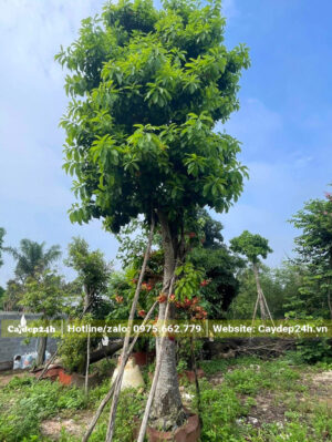 Cây dưỡng trong bầu nổi, đường kính gốc 30cm, tán tròn đều