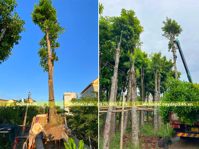 Cần cẩu đang nâng cây Sala công trình thoát thân 3.5m lên thùng xe