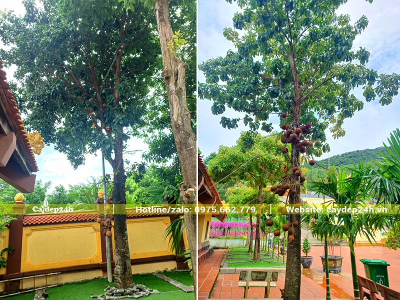 Cây sala cổ thụ trồng trong sân chùa