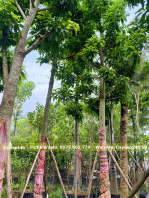 Cây vanh 50cm, chiều cao khoảng 6 - 7m