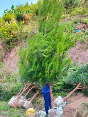 Đánh bầu số lượng lớn cây Thông mã Vĩ đường kính gốc gần 10cm