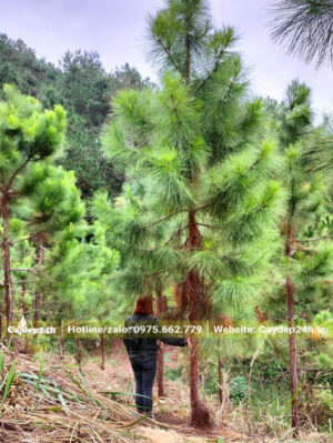 Rừng Thông Mã Vĩ lâu năm, đường kính 20cm