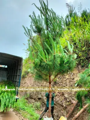 Thông Đuôi Ngựa cao 4m